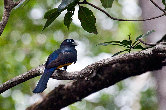 Male Black-headed Trogon, On the Rio Tarcoles, Costa Rica by Richard L. Becker