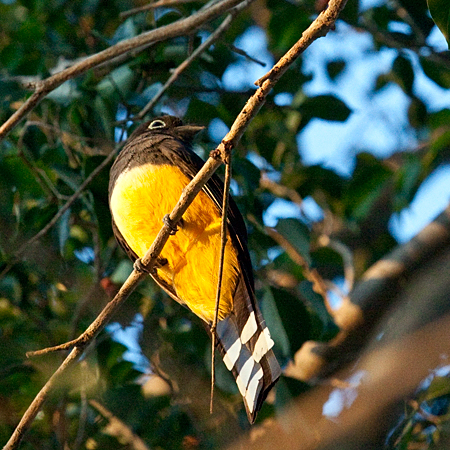 Black-headed Trogon, La Ensenada, Costa Rica