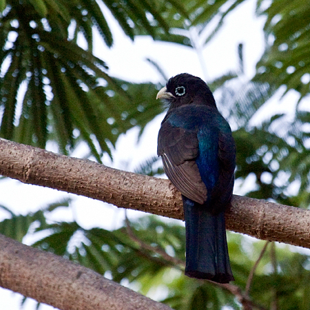 Black-headed Trogon, La Ensenada, Costa Rica