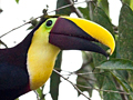 Yellow-throated Toucan (formerly) Chestnut-mandibled Toucan