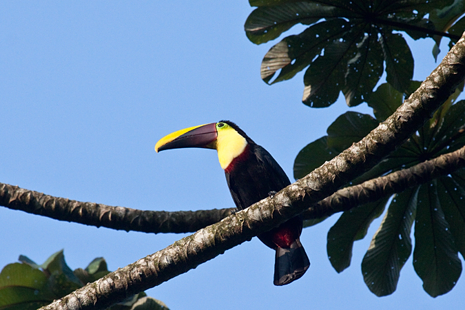 Yellow-throated Toucan (formerly Chestnut-mandibled Toucan), La Selva Biological Station, Costa Rica by Richard L. Becker