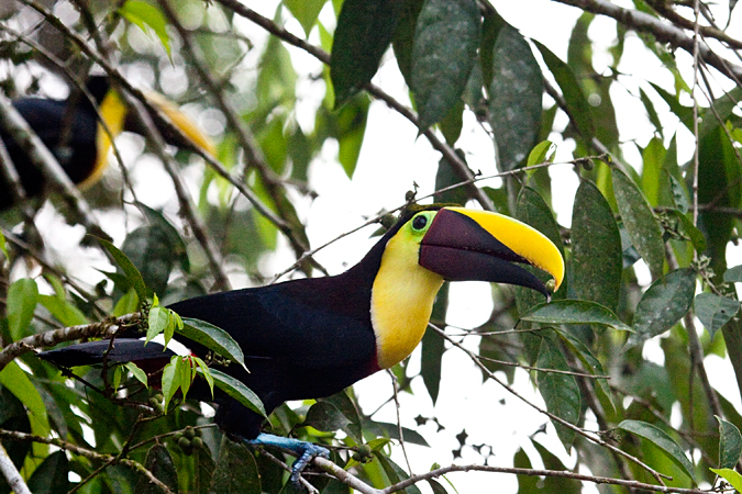 Yellow-throated Toucan (formerly Chestnut-mandibled Toucan), La Selva Biological Station, Costa Rica by Richard L. Becker