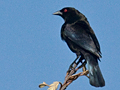 Bronzed Cowbird, Costa Rica