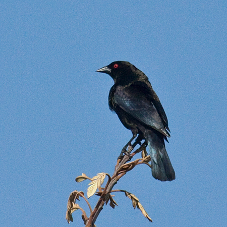 Bronzed Cowbird, Hotel Bougainvillea, Santo Domingo, Costa Rica by Richard L. Becker