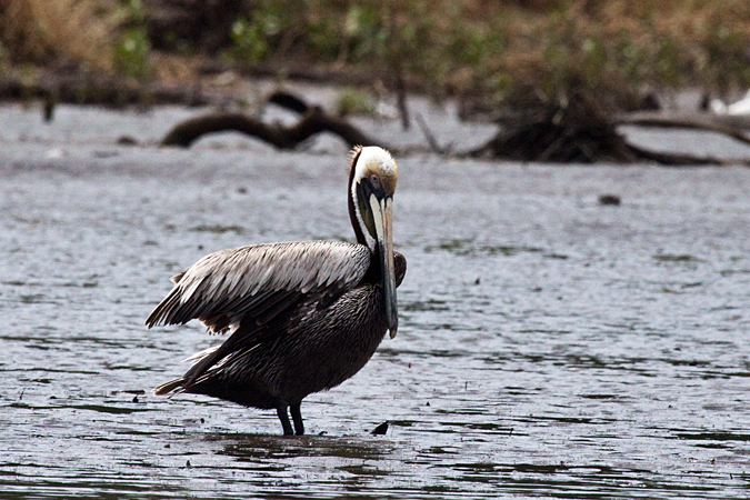 Brown Pelican, On the Rio Tarcoles, Costa Rica by Richard L. Becker