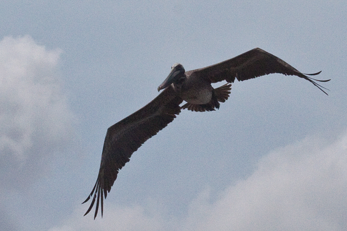 Brown Pelican, On the Rio Tarcoles, Costa Rica by Richard L. Becker