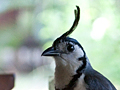 Black-throated Magpie-Jay, Costa Rica