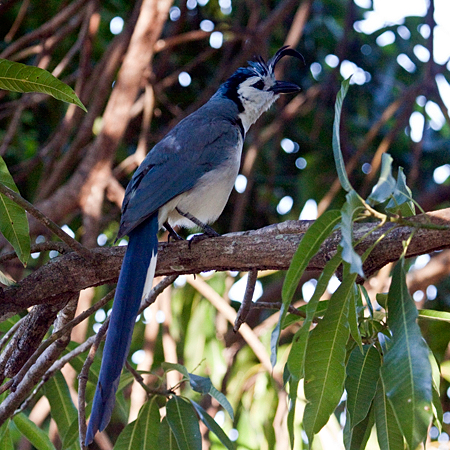 Black-throated Magpie-Jay, La Ensenada, Costa Rica