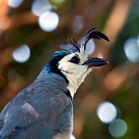 Black-throated Magpie-Jay, La Ensenada, Costa Rica