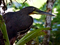 Bare-throated Tiger-Heron