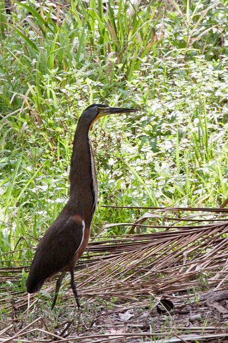 Bare-throated Tiger-Heron, Route 34, Mouth of Rio Parrita, Costa Rica by Richard L. Becker