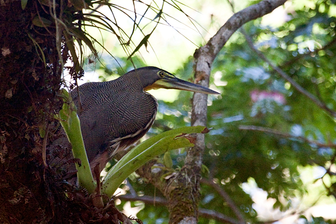 Bare-throated Tiger-Heron, Villa Lapas, Costa Rica by Richard L. Becker