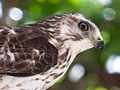 Broad-winged Hawk, Costa Rica