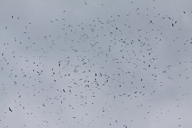 Thousands of Hawks-Broad-winged Hawks, Sarapiqui, Costa Rica by Richard L. Becker