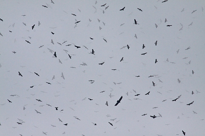 Thousands of Hawks-Broad-winged Hawks, Sarapiqui, Costa Rica by Richard L. Becker