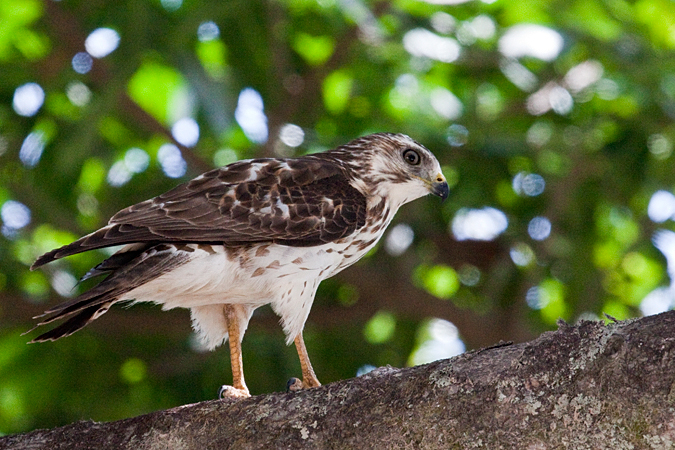 Broad-winged Hawk, En Route: Santa Elena Cloud Forest Reserve to La Ensenada, Costa Rica