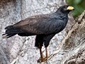 Common Black Hawk (Mangrove Black Hawk)