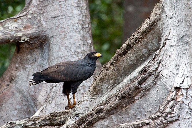 Common Black Hawk (Mangrove Black Hawk), On the Rio Tarcoles, Costa Rica by Richard L. Becker