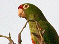 Crimson-fronted Parrotlet