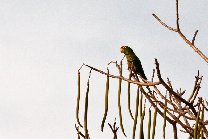 Crimson-fronted Parrotlet, Rio Tarcoles Area, Costa Rica by Richard L. Becker