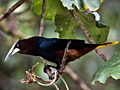 Chestnut-headed Oropendola