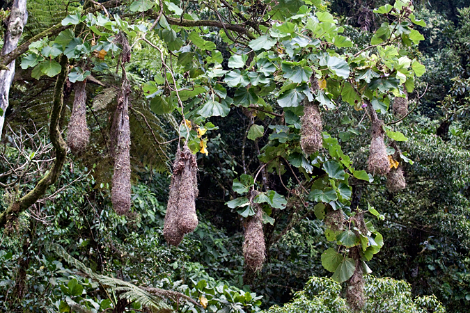 Chestnut-headed Oropendola Nests, Tapanti National Park, Costa Rica by Richard L. Becker