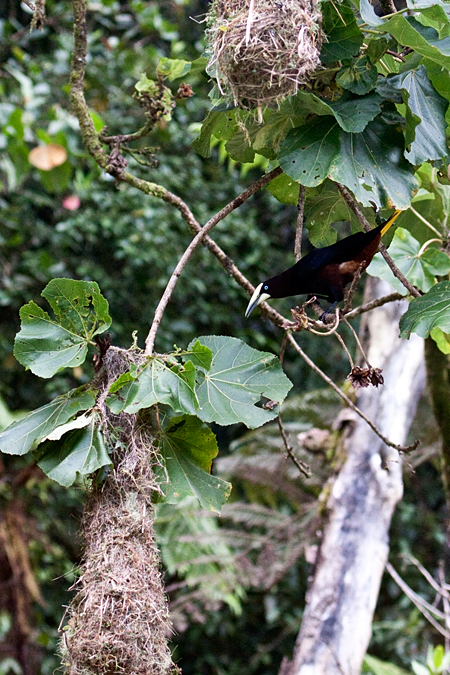 Chestnut-headed Oropendola at Nest, Tapanti National Park, Costa Rica by Richard L. Becker