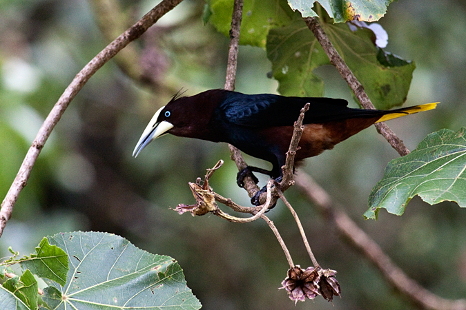 Chestnut-headed Oropendola, Tapanti National Park, Costa Rica by Richard L. Becker