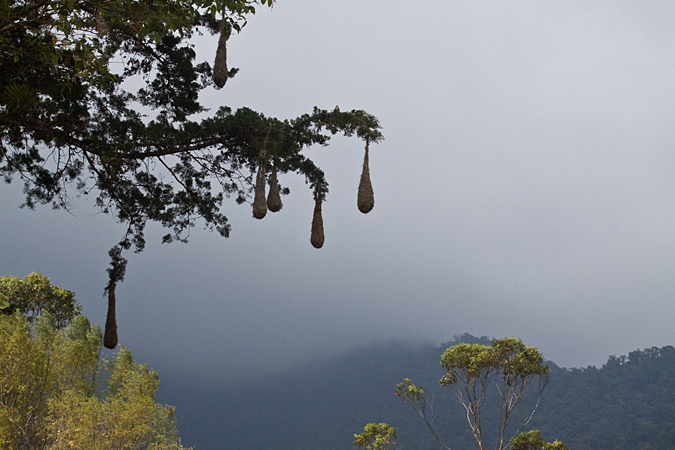 Chestnut-headed Oropendola Nests, Tapanti National Park, Costa Rica by Richard L. Becker