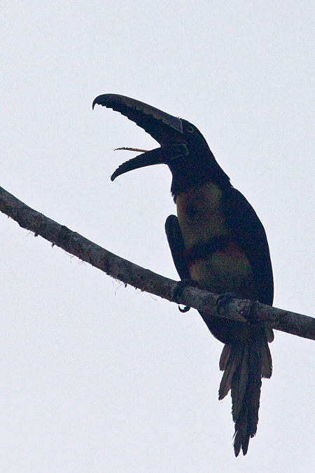 Collared Aracari, La Selva Biological Station, Costa Rica by Richard L. Becker