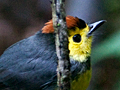 Collared Redstart, Costa Rica