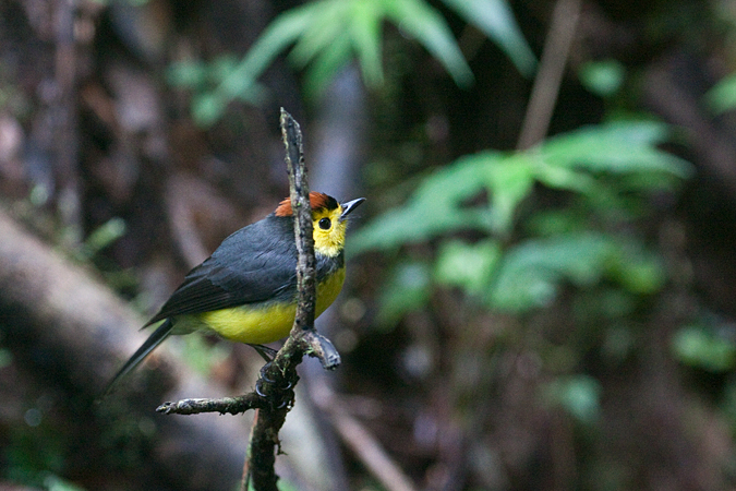 Collared Redstart, Santa Elena Cloud Forest Reserve, Costa Rica