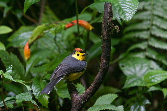 Collared Redstart, Santa Elena Cloud Forest Reserve, Costa Rica