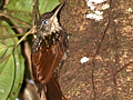 Cocoa Woodcreeper