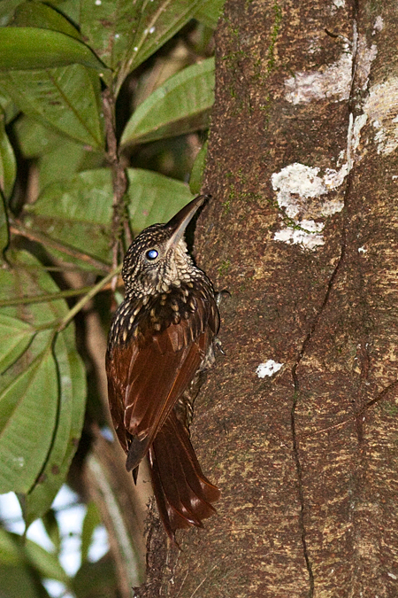 Cocoa Woodcreeper, La Selva Biological Station, Costa Rica by Richard L. Becker