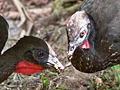 Crested Guan