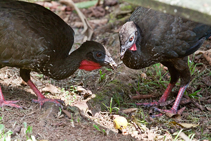 Crested Guan, La Selva Biological Station, Costa Rica