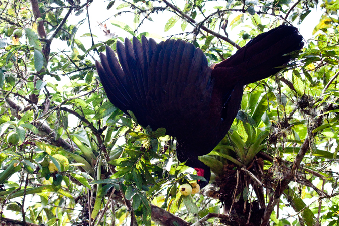 Crested Guan, La Selva Biological Station, Costa Rica