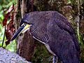 Fasciated Tiger-Heron