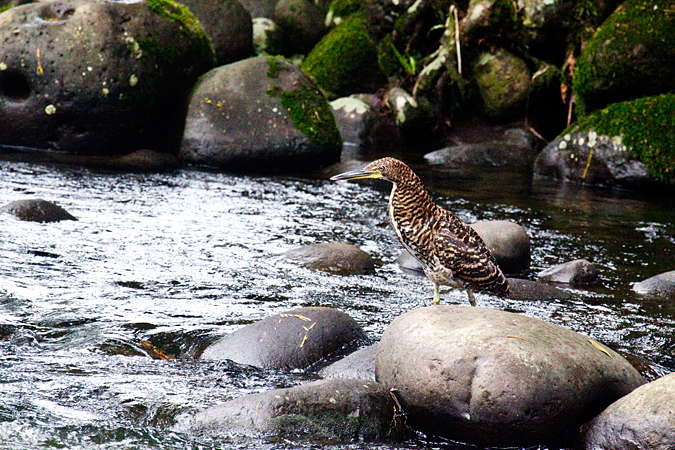 Juvenile Fasciated Tiger-Heron, Sarapiqui, Costa Rica by Richard L. Becker