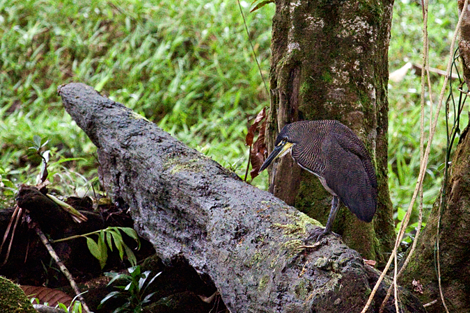 Adult Fasciated Tiger-Heron, Sarapiqui, Costa Rica by Richard L. Becker