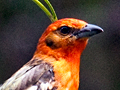 Flame-colored Tanager