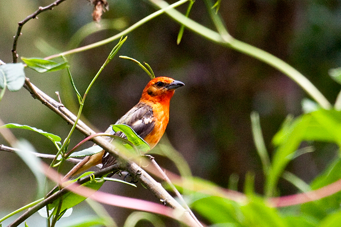 Flame-colored Tanager, Savegre Lodge, Costa Rica by Richard L. Becker