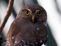 Ferruginous Pygmy-Owl, Costa Rica