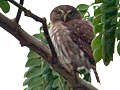 Ferruginous Pygmy-Owl