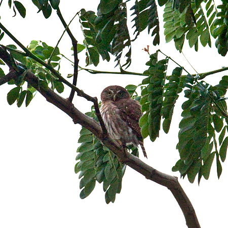 Ferruginous Pygmy-Owl, Rio Tarcoles Area, Costa Rica by Richard L. Becker