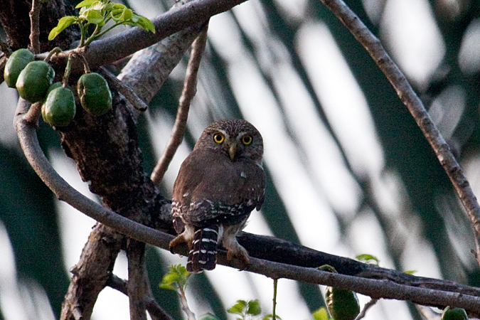 Ferruginous Pygmy-Owl, La Ensenada, Costa Rica by Richard L. Becker