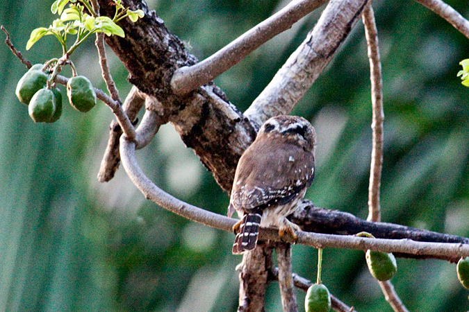 Ferruginous Pygmy-Owl, La Ensenada, Costa Rica by Richard L. Becker