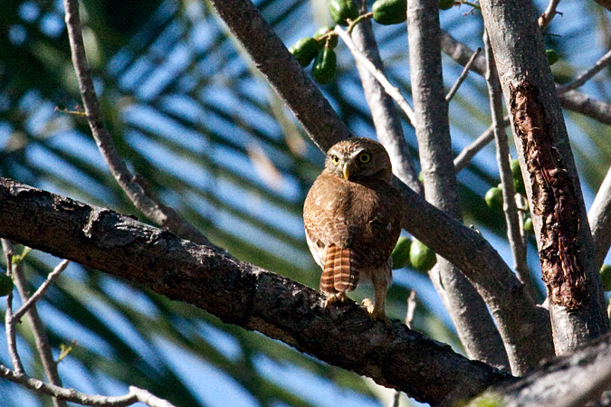 Ferruginous Pygmy-Owl, La Ensenada, Costa Rica by Richard L. Becker