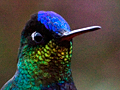 Fiery-throated Hummingbird